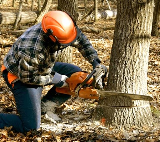 Tree Removal in Doylestown, WI